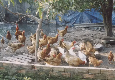 Gà nuôi gia đình cũng chung số phận như gà nuôi trang trại.