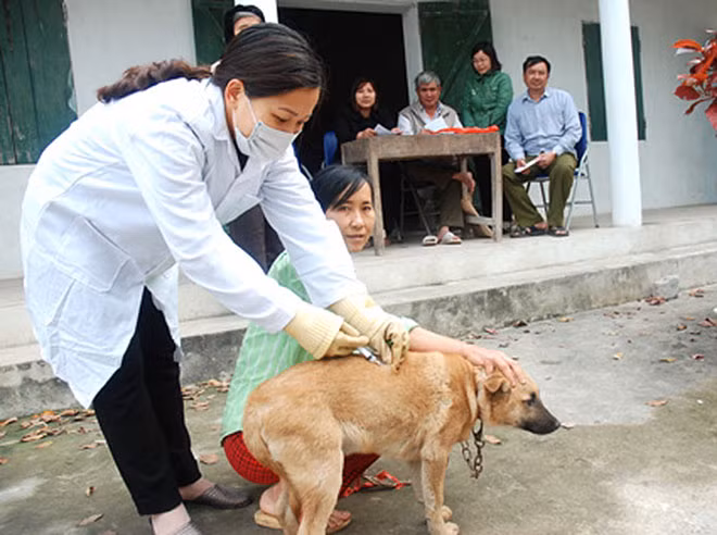 Tiêm phòng dại cho chó.
