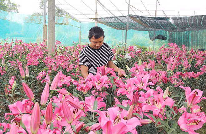 Anh Trần Vũ bên vườn hoa ly cho thu nhập tiền triệu ở thị trấn A Lưới.