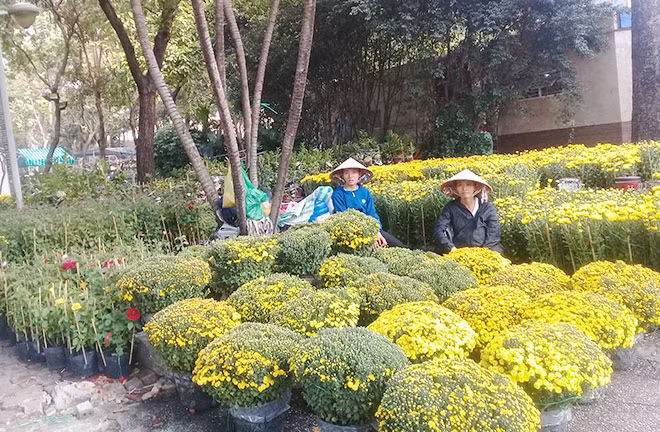 Hoa Tết rất đa dạng chủng loại, đẹp mắt trên thị trường TP Hồ Chí Minh. Hoa Tết rất đa dạng chủng loại, đẹp mắt trên thị trường TP Hồ Chí Minh.
