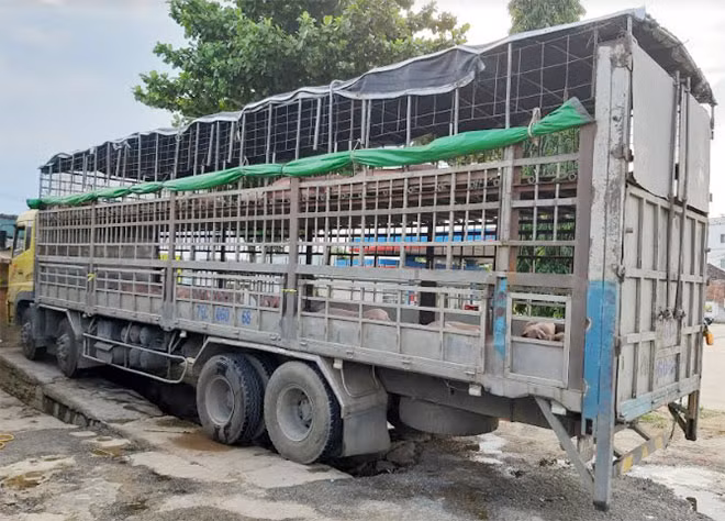 Xe tải chở heo nhiễm DTLCP bị cơ quan chức năng tỉnh Quảng Nam phát hiện. Xe tải chở heo nhiễm DTLCP bị cơ quan chức năng tỉnh Quảng Nam phát hiện.
