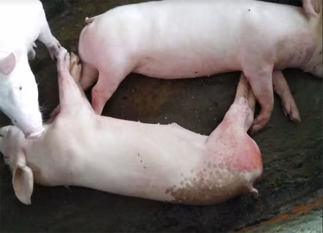 Heo mắc bệnh dịch tại huyện Tân Hiệp tỉnh Kiên Giang.
