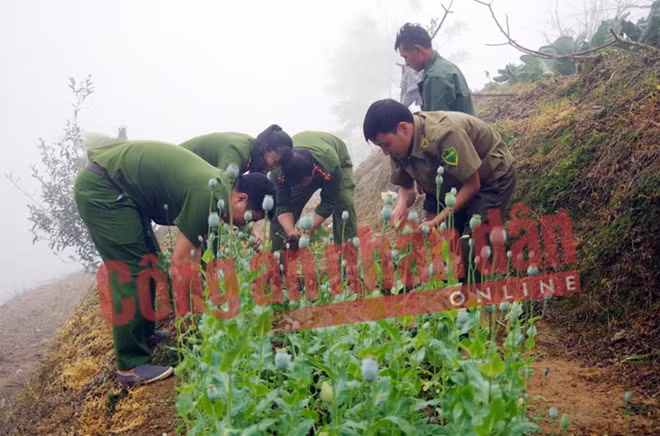 Tổ công tác phá nhổ cây anh túc.