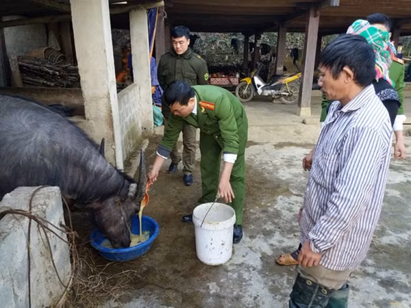 CBCS Công an huyện Văn Chấn, Yên Bái hướng dẫn người dân chăm sóc, bảo vệ sức khỏe gia súc trong đợt rét hại vừa qua.