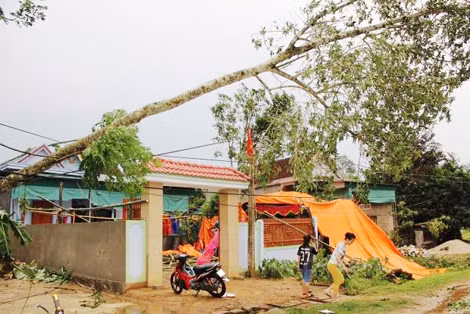 Lốc xoáy đã làm cây xanh đổ đập lên một số nhà dân.
