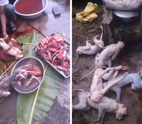 Hàng loạt các thể khỉ bị thịt, lột lông.
