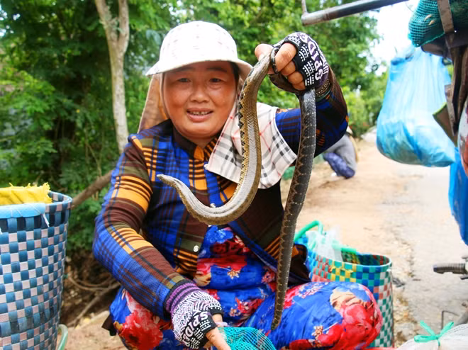 Rắn bông súng, rắn nước năm nay cũng ít đi. Hiện, thương lái thu mua với giá từ 180 -200 ngàn đồng/ký.