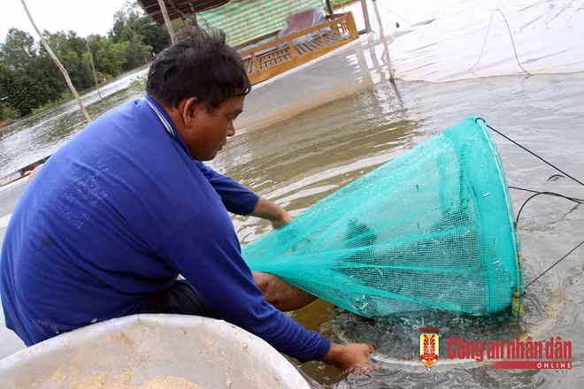 Cá linh phát triển khá nhanh...