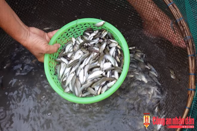 Đây là mô hình "sống chung với lũ" đạt hiệu quả về kinh tế cao.