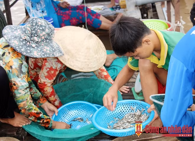 Cá linh non (lọt rổ 6 li) đầu con nước được bán với giá khá rẻ, khoảng 8.000 đồng/kg.