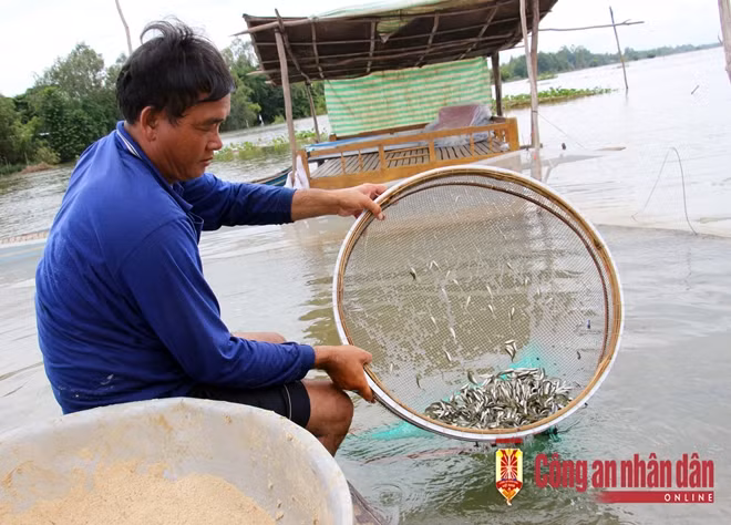 Chỉ sau 15 ngày là có thể xuất bán.