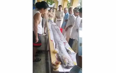 Lễ mai táng cá hố khủng dài 4m của ngư dân quận Liên Chiểu – Đà Nẵng vào ngày 6-5