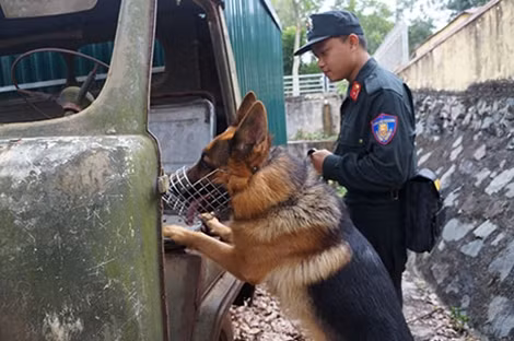 Tình huống tìm kiếm ma túy, thuốc nổ trong một bài tập của cảnh khuyển.
