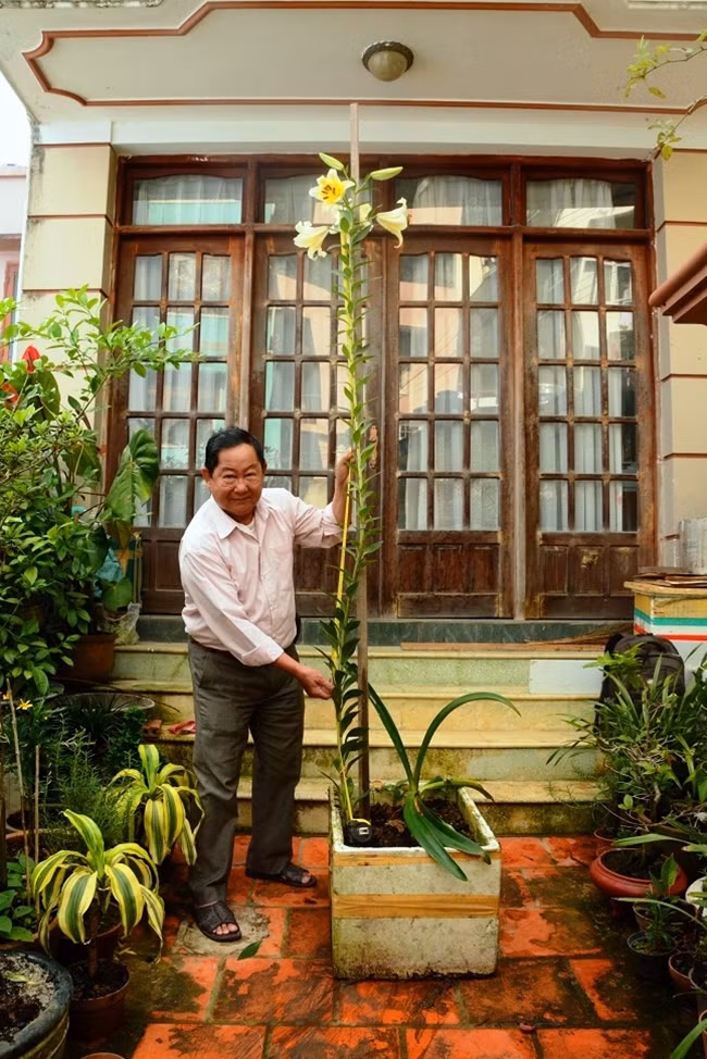 Bất ngờ với cây hoa lily cao 2,5m