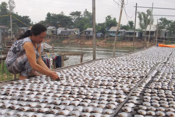 Người dân phơi cá sặc chờ bán Tết. Người dân phơi cá sặc chờ bán Tết.