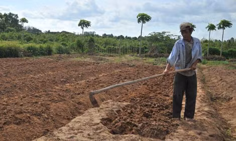 Nông dân trong vùng quy hoạch KCN Hưng Phú phải mượn lại đất của mình để trồng hoa màu.