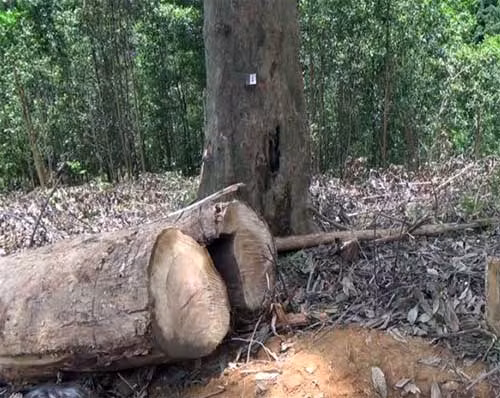 Khúc gỗ đè chết nạn nhân.