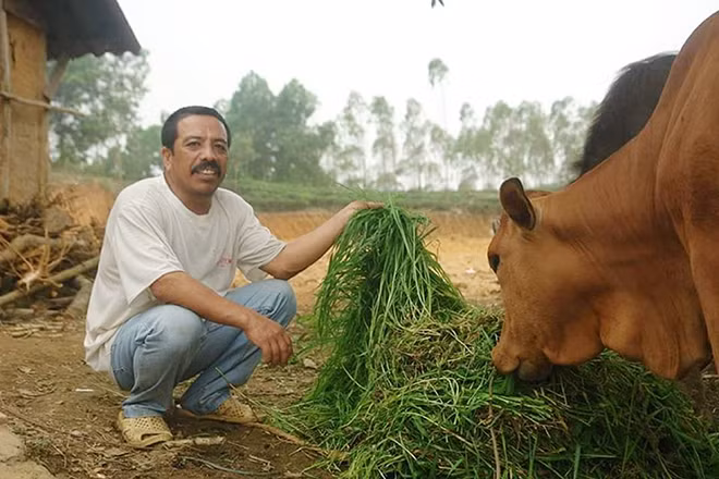 Anh Rơ Châm Lích nhiều năm làm nghề chăn bò thuê và giờ đã có những con bò của riêng mình.