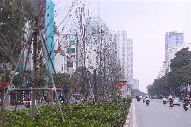 Công ty Tân Đại Đường cam kết hoàn thành thu hồi 217 cây phong lá đỏ trong tháng 4 này.