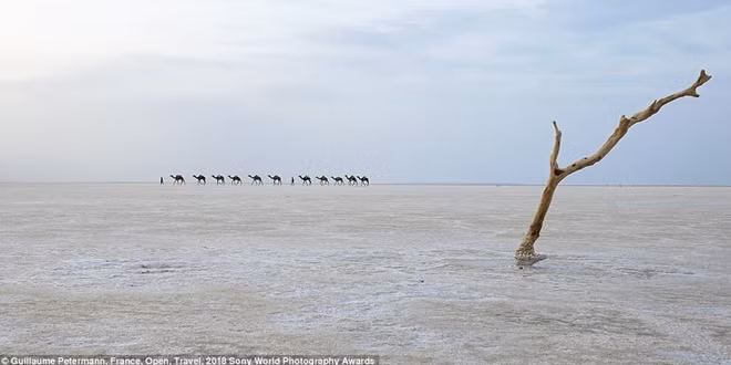 Một đoàn tiểu thương buôn muối đang băng qua sa mạc Danakil rộng lớn ở Ethiopia. Nơi đây là một trong những nơi khắc nghiệt nhất trên thế giới. Đoàn tiểu thương vùng Afar này sẽ trích xuất muối, sau đó dùng lạc đà để vận chuyển số muối này tới Tigre.