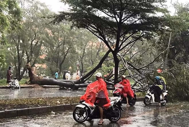 Hiện trường vụ cây xanh bật gốc trong cơn mưa lớn
