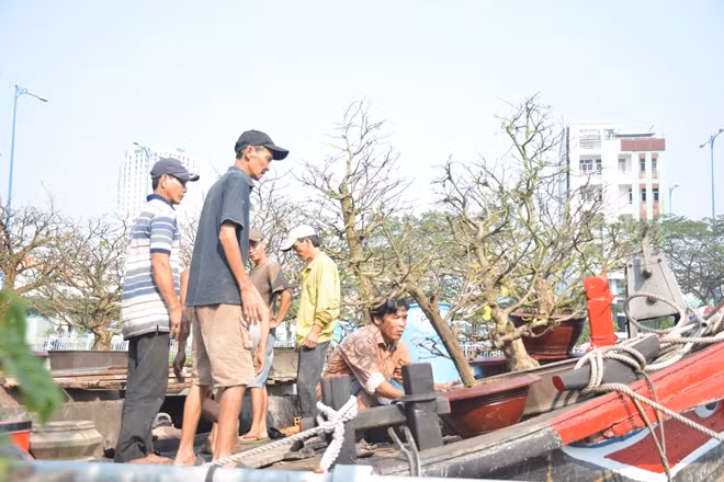 Mọi năm mai được đưa lên chợ sớm rồi mới tuốt lá