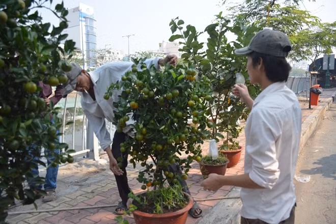 Cây được đưa từ thuyền lên bờ chăm sóc
