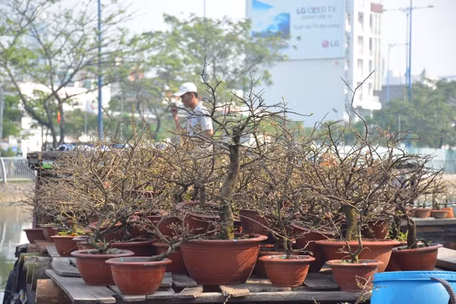 Mai năm nay nhiều nơi nở sớm nên người buôn bán cũng lo lắng và chăm chút mai thật kỹ