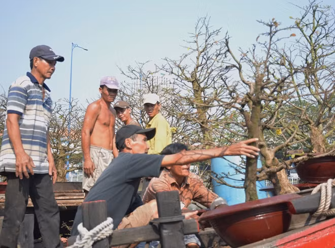Năm nay người dân miền tây tuốt lá sẵn rồi mới đem lên chợ
