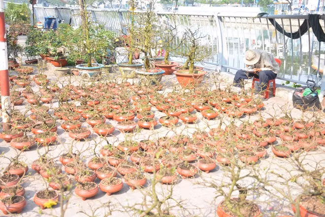 Mai bonsai rất được người dân ưa chuộng vì hợp túi tiền, phù hợp để chưng trên bàn