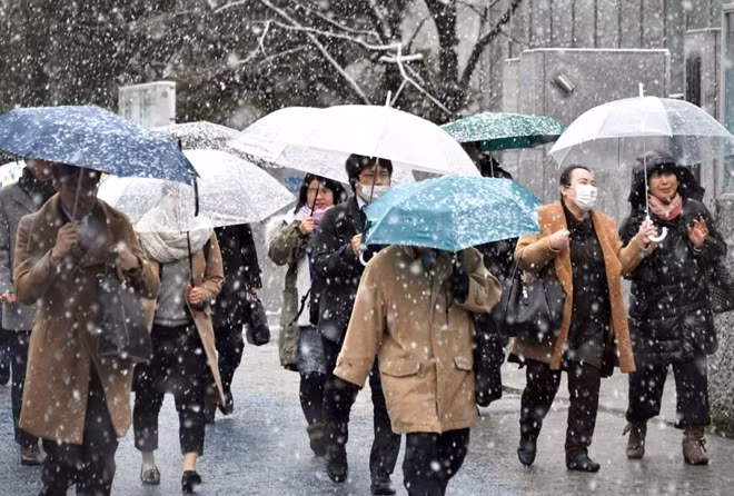 Những người đi làm phải dùng ô che chắn vì tuyết rơi quá nhiều. Ảnh: Japan Times