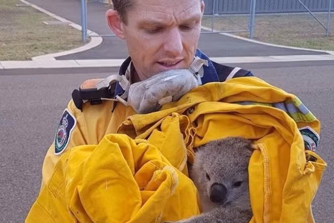 Một chú Koala được nhân viên cứu hỏa giải cứu khỏi khu vực đám cháy. Ảnh: ABC