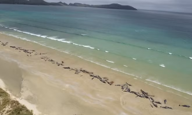 Hình ảnh các chú cá voi mắc cạn nằm thoi thóp dọc bờ biển New Zealand. Ảnh: The Guardian