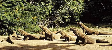 Rồng Komodo dành phần lớn thời gian để phơi nắng.