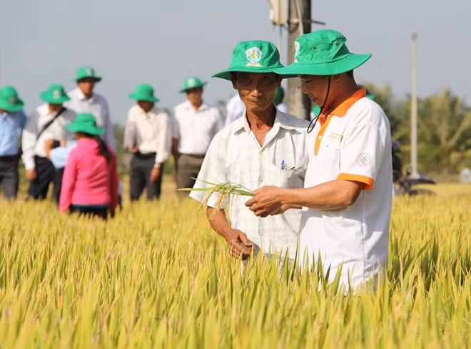 Một cánh đồng lúa giống chất lượng cao tại huyện Thoại Sơn (An Giang).