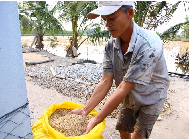 Nông dân huyện Hồng Dân (Bạc Liêu), thu hoạch giống lúa Sỏi trồng thử nghiệm trong môi trường nhiễm mặn tại huyện này.