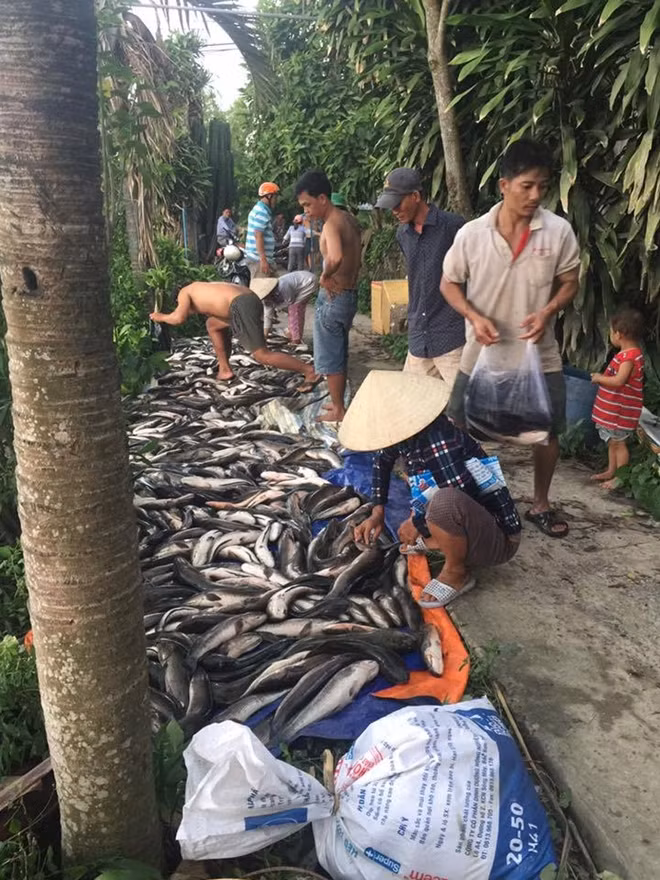 Hiện Công an huyện Tân Hiệp, đang khẩn trương điều tra, làm rõ nguyên nhân đàn cá lóc nhà anh Du bị chết bất thường.