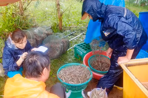 Tôm được bán cho các thương lái với giá 130.000/kg.