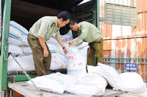 Cán bộ QLTT đang tiến hành kiểm tra số đường bị bắt giữ.