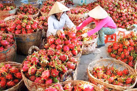 Nhiều loại trái cây Việt vẫn chịu cảnh “trúng mùa thì ế”. Ảnh minh họa: CTV.