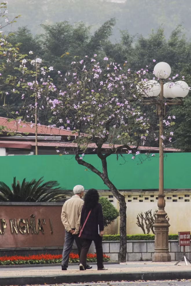 Đường Bắc Sơn là con đường có nhiều cây ban nhất ở Hà Nội.