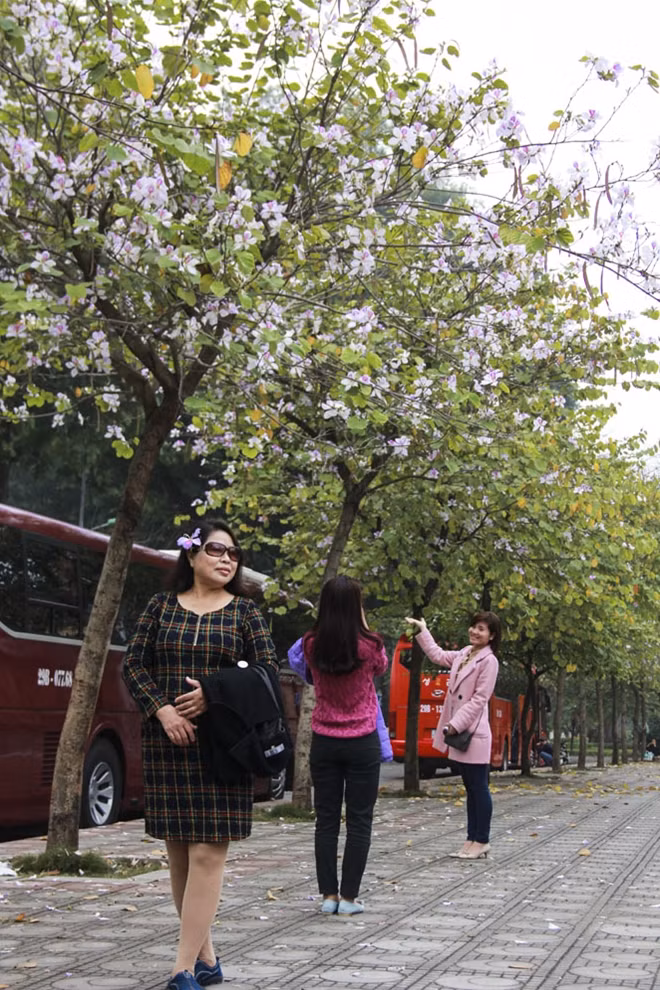 Vẻ đẹp nhẹ nhàng của hoa ban xuất hiện giữa lòng Hà Nội khiến nhiều người xao xuyến và không thể không lưu lại khoảnh khắc này.