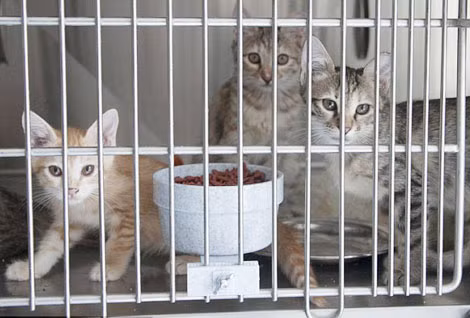Chó, mèo bị thương hay bỏ rơi cũng được chăm sóc tại Nowzad.