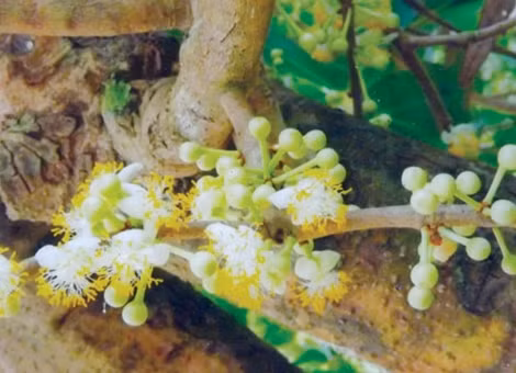 Bạch mai trổ bông từ thân, bông, lá giống hoa mù u nên còn goi là mai mù u.