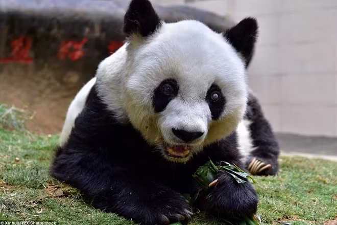 Basi là hình mẫu cho linh vật Pan Pan khi Trung Quốc đăng cai Á vận hội mùa hè 1990
