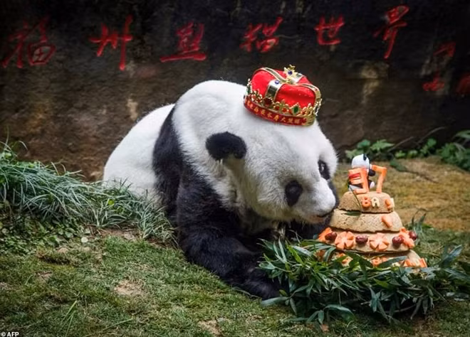 Nếu tính theo tuổi gấu trúc thì Basi đã hơn 100 tuổi. Vì thế người Trung Quốc đặt biệt danh cho nó là “bà ngoại Basi”