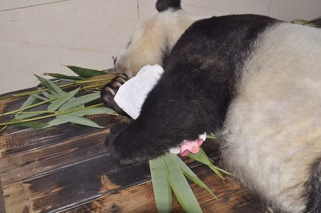 Trước đó, bác sĩ thú y đã chẩn đoán Basi mắc chứng xơ gan và suy thận