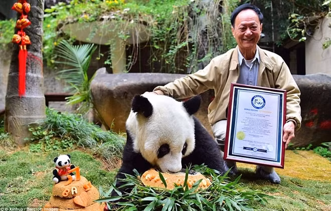 Vào tháng Giêng, sau khi con gấu trúc Jia Jia chết ở độ tuổi 38 tại Hongkong, Basi đã trở thành “bà gấu trúc” già nhất thế giới