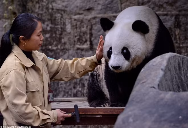 Đại diện của Trung tâm Nghiên cứu và Trao đổi về gấu trúc Straits Panda Phúc Châu, Phúc Kiến (Trung Quốc) cho biết, tháng Một vừa qua Basi tròn 37 tuổi nếu tính theo độ tuổi của con người
