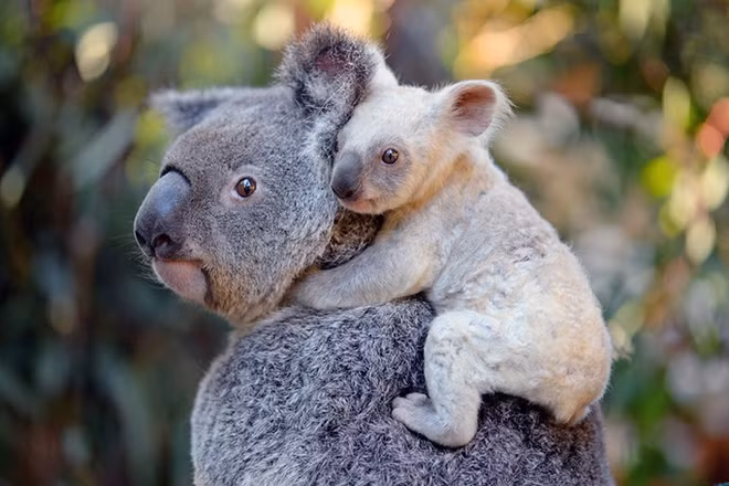 Một con Koala trắng rất hiếm được nuôi dưỡng tại Beerwah, Australia. Ảnh: EPA.